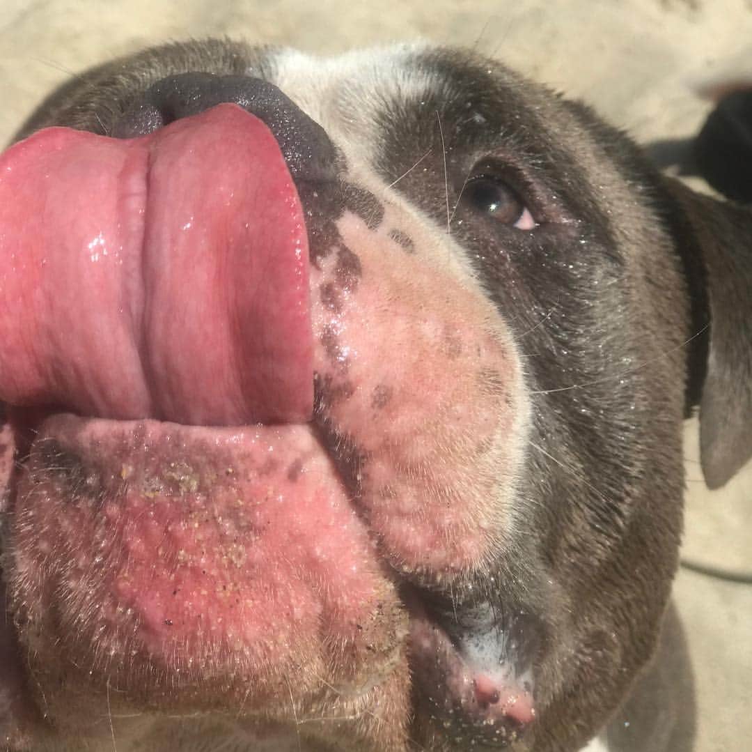 STYLISH ANIMALSのインスタグラム：「Wishing everyone a Happy Marshall Monday! 👅」