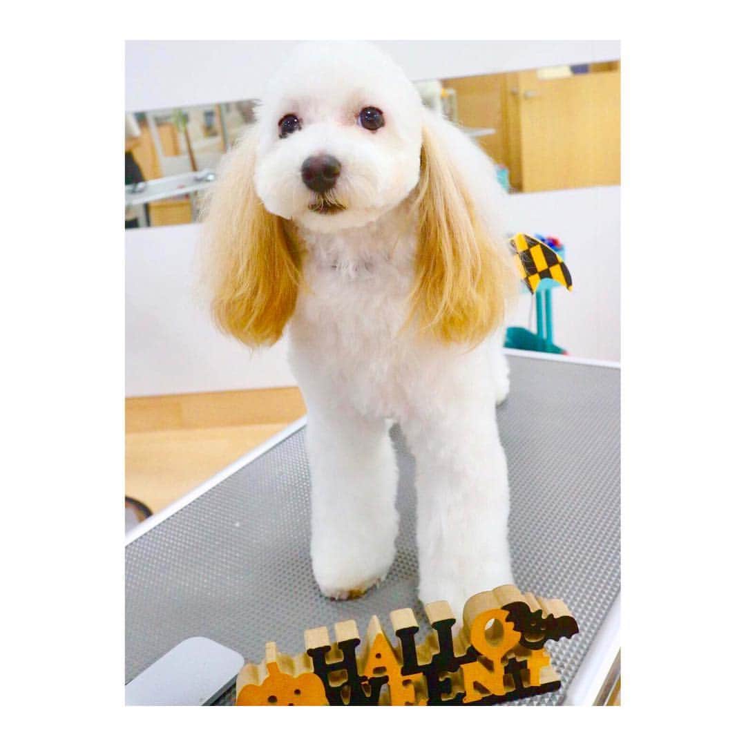 鈴木友梨耶さんのインスタグラム写真 - (鈴木友梨耶Instagram)「. . . .  トリミングしてまた可愛くなってしまった！  これ以上可愛くなってどうするの！ 。 。 。 。  #マルプー #マルチープー #maltepoo #dog #dogsofinstagram #いぬすたぐらむ #いぬら部 #ゆりのアニマル日記」9月18日 19時28分 - yuriyasuzuki_828