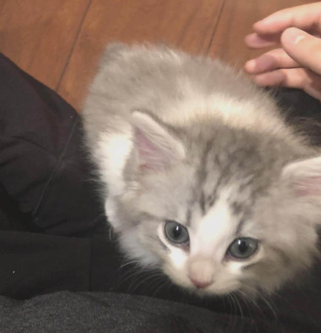まふまふのインスタグラム：「子猫がきました  ラガマフィンのいろはちゃんです #猫 #ねこ #子猫 #ラガマフィン #まふまふ #ペット」