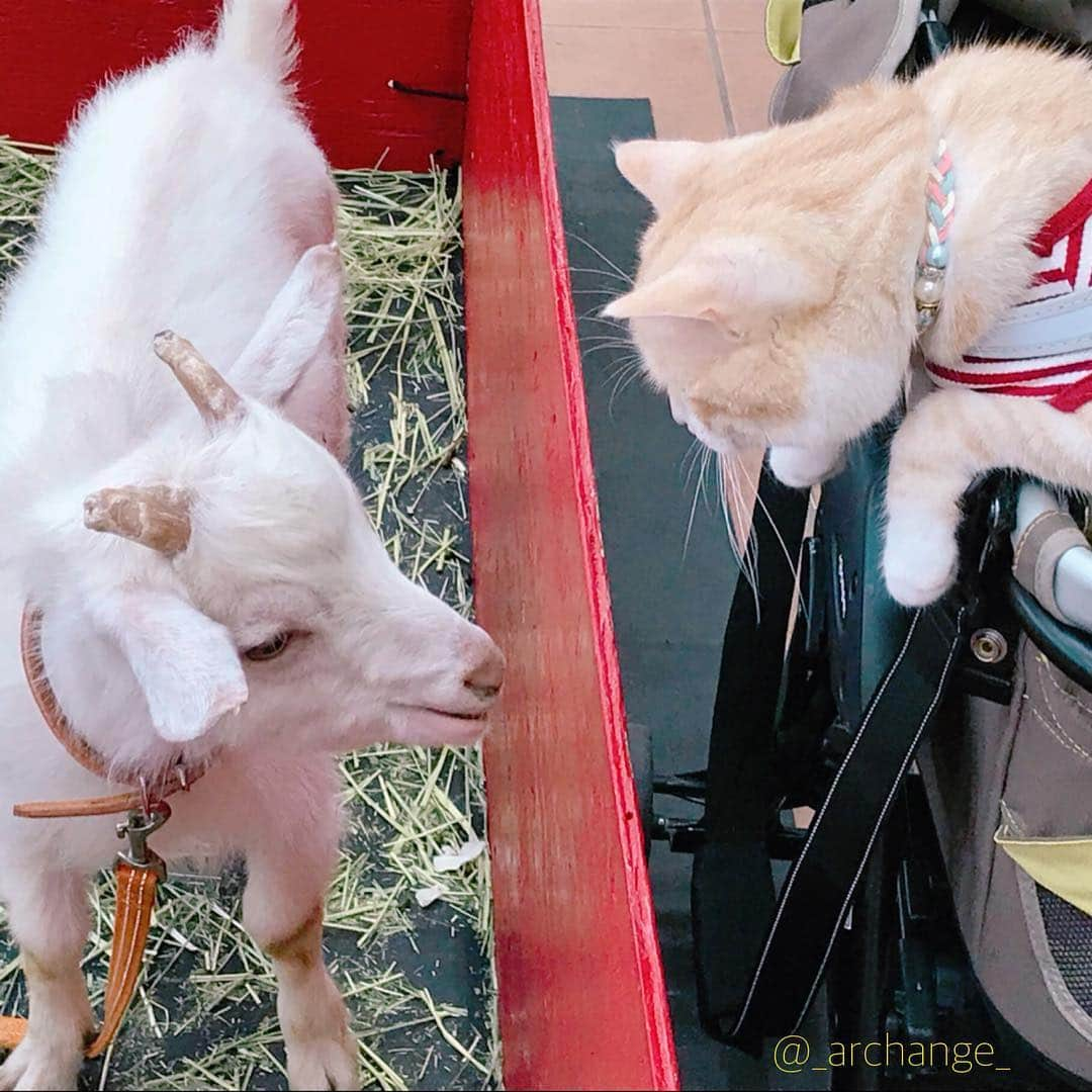 じゅらさんのインスタグラム写真 - (じゅらInstagram)「✩ ペットショップでトカゲ🦎とヤギ🐐をガン見のじゅらさん😹👀👑Jura encountered a lizard and a goat😊🏃‍♀️👉 ・ Ameba▶️https://ameblo.jp/archange-juraru YouTube▶️_archange_jura_ Twitter▶️ @jura_archange_ ・ #cats_of_instagram#instagood#catloversclub#petstagram#cutecatclub#ScottishFold#britishshorthair#catstagram#catoftheday#catsofinstagram#catsofworld#a_world_of_cats#instacats#cuteanimals#topcatphoto#instacat_meows#고양이#adorable#lioncat#猫#スコティッシュフォールド#ブリティッシュショートヘア#旅猫#にゃんすたぐらむ#petshop#ペットショップ#トカゲ#ヤギ#lizard#goat」9月19日 16時54分 - _archange_