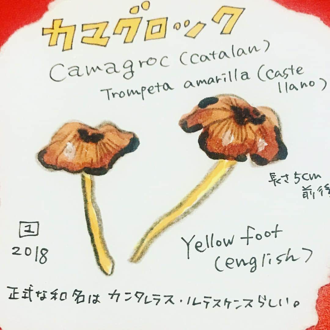 のインスタグラム：「きのこの季節がはじまるぞ〜！ ¡Comienza la temporada de setas! ☆ #これ近所でよく売ってるきのこ #濃厚な味だよ〜 #スペイン #バルセロナ #スペイン語 #カタルーニャ #きのこ #camagroc #spain #barcelona #español #españa #estudiarespañol #ilustración #ilustrador #comilona #dibujos #pintar #artista #japonesa #comida #manga #comic #yammy #lovefood」