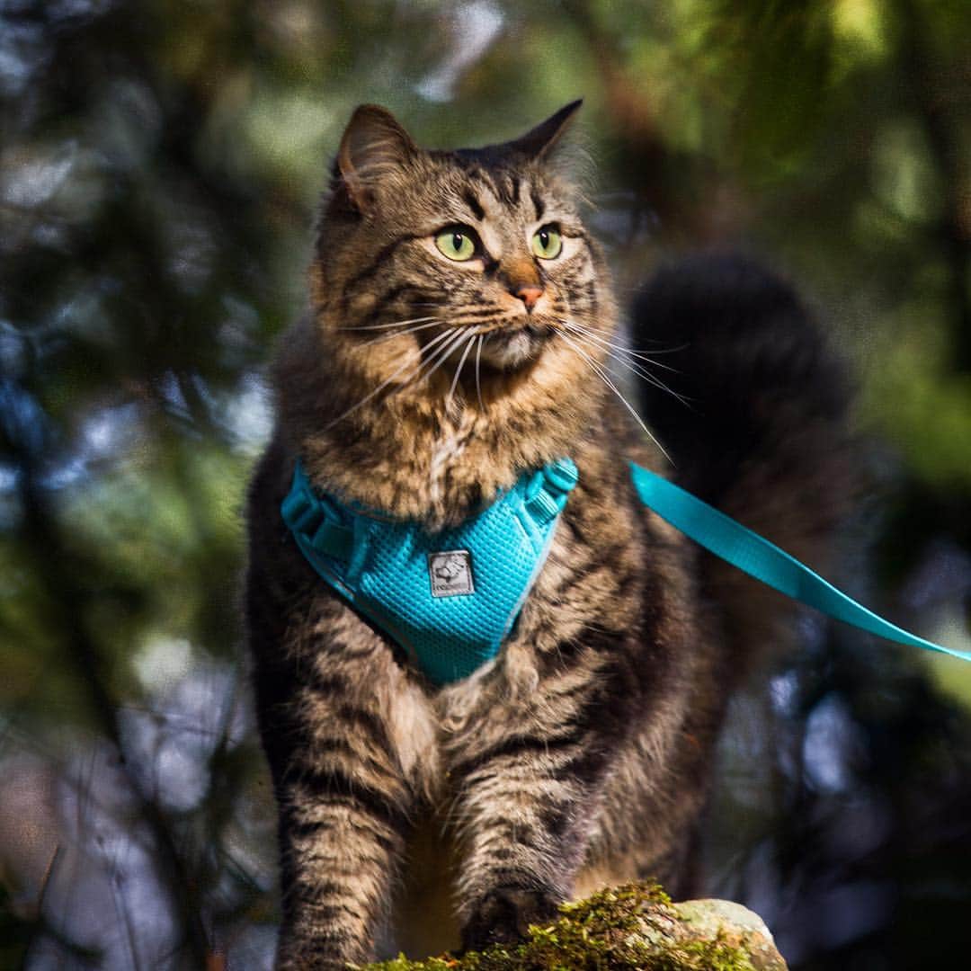 Bolt and Keelのインスタグラム：「✨Giveaway!!✨(now closed, winner chosen) We have been helping @Rcpetproducts design the perfect cat harness for adventurous cats like Bolt and Keel! The cat’s out of the bag and we finally get to share our excitement with you.  Want to win your own? ▪️Comment below with an adventure that you’ve been wanting to explore with your feline friend ▪️Follow @rcpetproducts and @boltandkeel  Contest open to Canada and USA residents only, sorry. Contest open until Monday, Sep 24th. Winner chosen at random.」