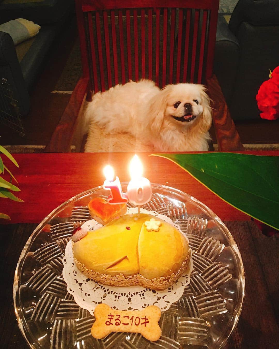 小沢真珠さんのインスタグラム写真 - (小沢真珠Instagram)「9/10は愛犬まるこのお誕生日でした。舞台でバタバタだったので、昨日ゆっくりバースデーパーティーが出来ました♪ケーキはKichen Dogさんのベジタブルケーキ、ガブリン❤︎ #誕生日#10歳#ペキニーズ#誕生日ケーキ#キッチンドッグ #愛犬と一緒#いぬすたぐらむ#いぬら部 #愛犬#ふわもこ部#ペキニーズ部#犬バカ部#わんこ」9月20日 6時50分 - maju_ozawa
