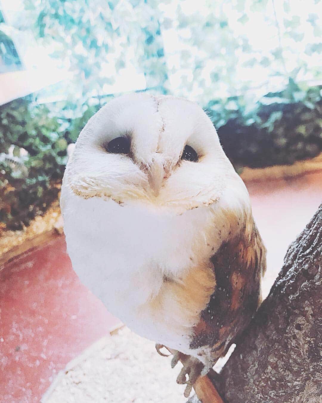 利咲のインスタグラム：「ふくろうカフェが、もうモッフモフで癒される。 もふもふは正義。 . フクロウ飼ってみたいけど餌がね…🐀 いつかもふもふカフェ作るのが夢。 . . .  #フクロウ #ふくろう #フクロウカフェ #ふくろうカフェ #もふもふ #フクロウカフェもふもふ #メンフクロウ #🦉#梟 #cute #癒し #owl #owlcafe #owlcafemofumofu #かわいい」