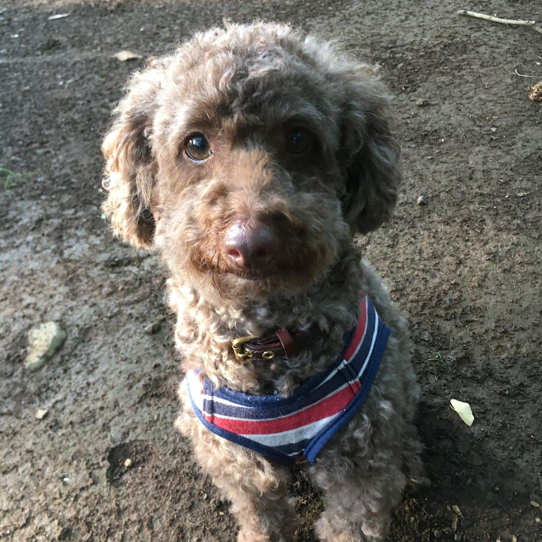 城田純さんのインスタグラム写真 - (城田純Instagram)「🐶☁️ #デカプー」9月20日 10時38分 - junbopeace