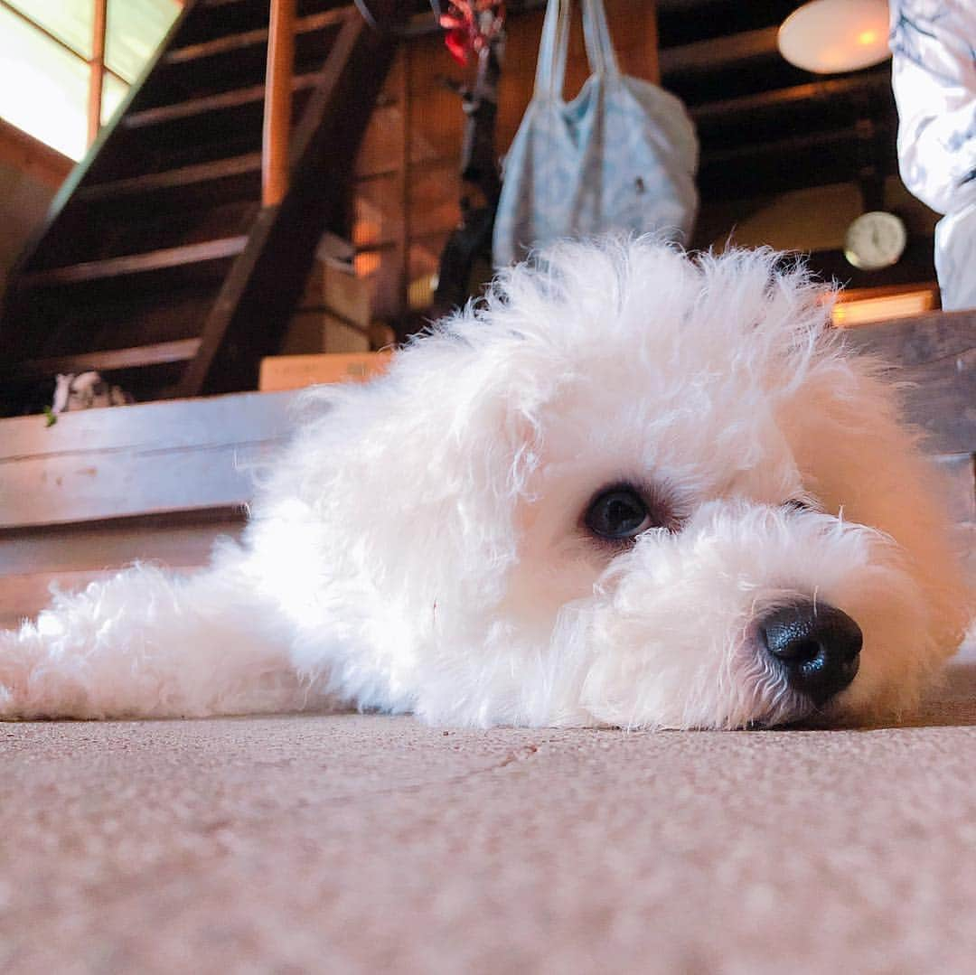 LiSAさんのインスタグラム写真 - (LiSAInstagram)「しらたまが来て、家族がみんな楽しそう🐶楽しい休日をありがとっ🐶私の遊び相手お疲れ様っ🐶 #冷たいところ好き #ビションフリーゼ #しらたま #べたべたのまま玄関で転がるからすぐ黒くなる #何回洗うんや」9月20日 16時22分 - xlisa_olivex