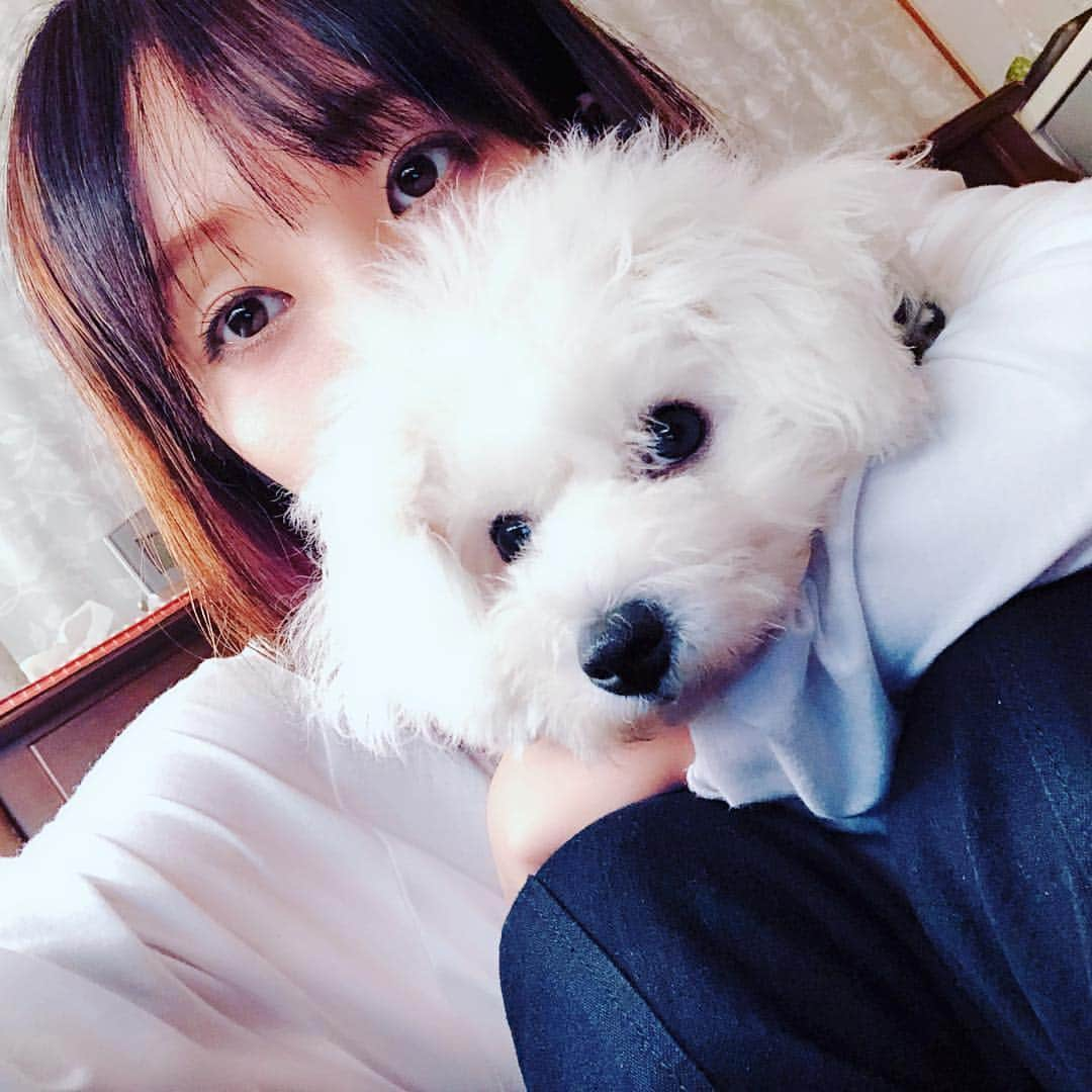 LiSAさんのインスタグラム写真 - (LiSAInstagram)「しらたまが来て、家族がみんな楽しそう🐶楽しい休日をありがとっ🐶私の遊び相手お疲れ様っ🐶 #冷たいところ好き #ビションフリーゼ #しらたま #べたべたのまま玄関で転がるからすぐ黒くなる #何回洗うんや」9月20日 16時22分 - xlisa_olivex