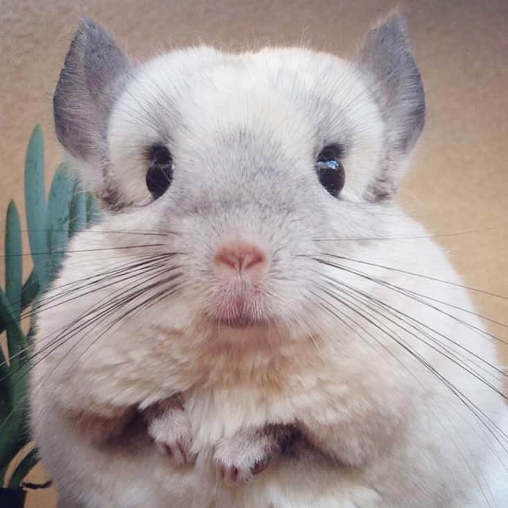 Mr. Bagelのインスタグラム：「Did you miss me? 😘 . . . . #chinchilla #chinchillin #chinnybuddy #chinchillagram #bunnymama #chinchillasofinstagram #dailyfluff #cutepetclub #friendlypets #petparenthood #gotchaday #pawnation #9gag #petsofinstagram #saveourplanet #weeklyfluff #wayfairpetsquad #petsmart #armtheanimals #cutestpets #chinchillalovers #adoptdontshop #chinchillas #친칠라 #친칠라쥐」