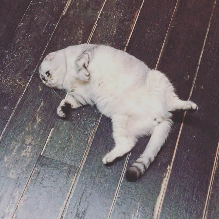 のインスタグラム：「🐊」