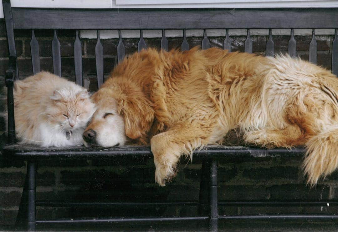 ジェリー・ブラッカイマーのインスタグラム：「I missed #NationalDogDay over the weekend, but found this great old shot of our beloved Ramsey and his best pal Grissom taking a break on our farm in Kentucky a few years ago. They are sadly no longer with us, but this picture pretty much captured their relationship.」