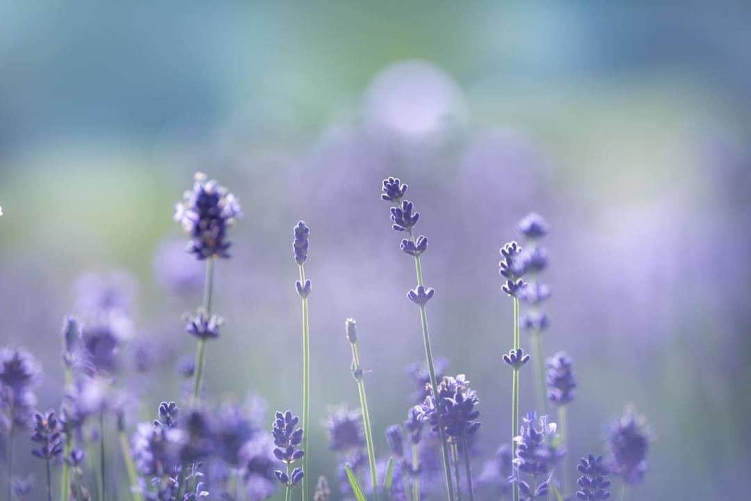 花の写真館のインスタグラム：「Photo by Shinbo Yuka. https://www.facebook.com/shinbo.yuka . Original Post[投稿頂いたURL] https://www.facebook.com/photo.php?fbid=1867191853369343 . 本アカウントは、 #私の花の写真 をつけてInstagramに投稿された皆さまの花の写真や、「花の写真館」Facebookページで投稿された花の写真を紹介します。 「花の写真館」Facebookページは、「 @floral.photograph 」のプロフィールにあるURLからご覧ください。 . #花の写真館 #floralphotograph #floralphoto #flower #flowers #富士フイルム #FUJIFILM Follow: @floral.photograph」