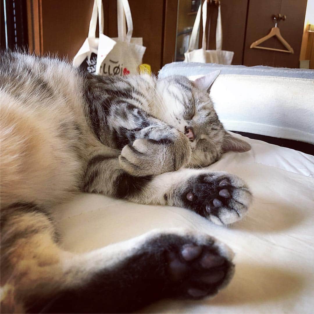 アトム & ルークのインスタグラム：「アトムは10歳を超えてから寝る時間がすごく増えた( ˘ω˘ ) #29祭」