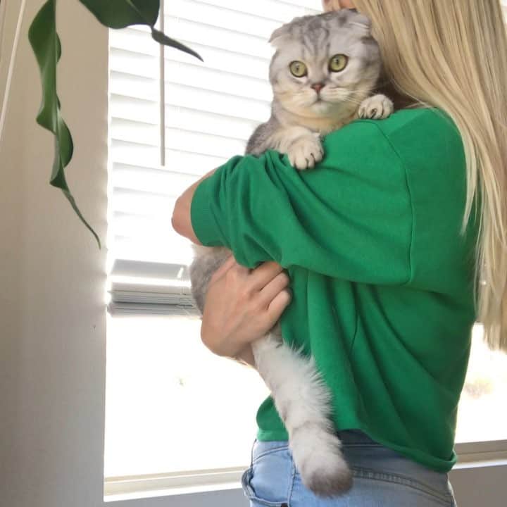 バターのインスタグラム：「Studies show that replacing your boyfriend with a cat increases your happiness by 120%. #science . . . . . #cats_of_instagram #catsagram #kittycat #ilovemycat #butter #meow #instacat #scottishfold #scottishfoldkitten #scottishfoldcat #britishshorthair #catmom #kitten #awe #cali #catsagram #fluffycat #catoftheday #fluffy #munchkin #whitecat #purrfect #catsofinstagram #lovecats #kitty #cats #catsrule #boyfriend #catitude」