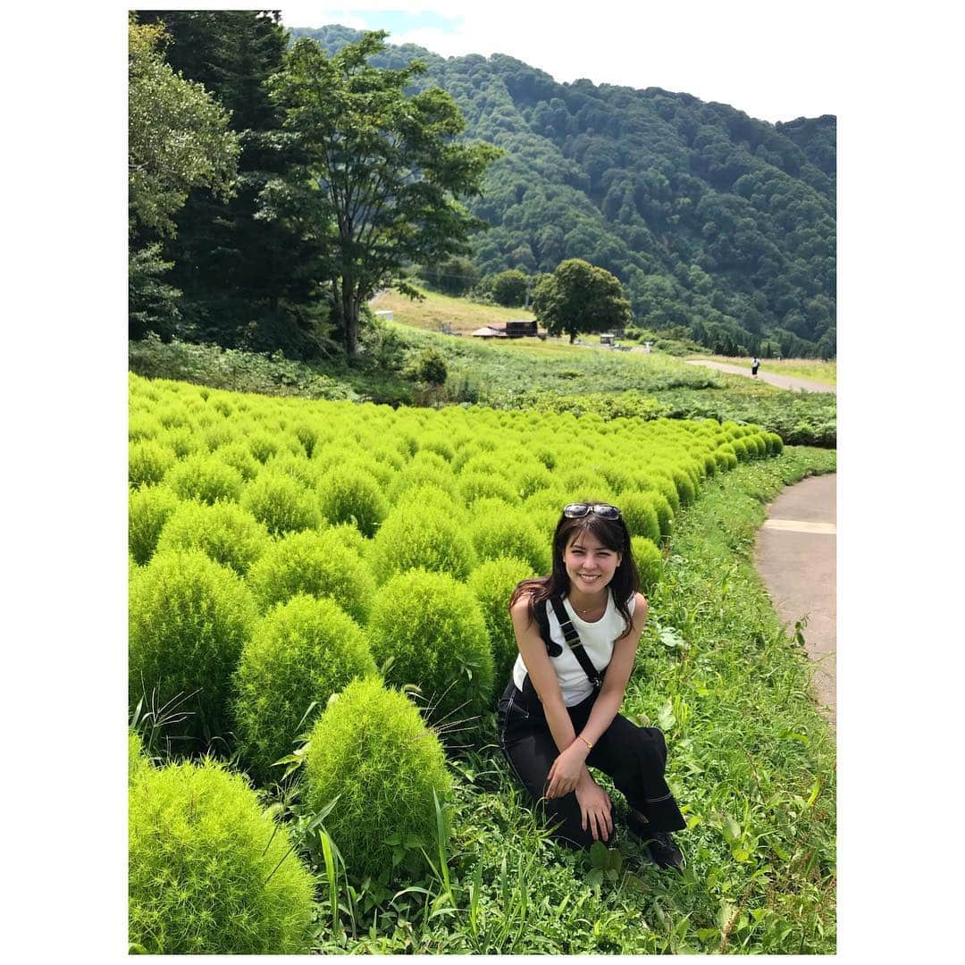 藤井美菜さんのインスタグラム写真 - (藤井美菜Instagram)「. 可愛いコキア🌳 귀여운 코키아🌳 Cute kochia🌳 #新潟#니가타#Niigata#新潟巡り#新潟観光#일본#일본여행#japan#アルプの里#コキア」8月29日 22時57分 - fujii_mina_0715