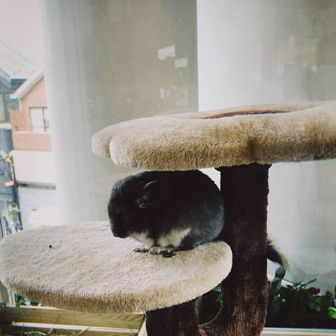 ジェニーさんのインスタグラム写真 - (ジェニーInstagram)「YES, i’m holding a chinchilla」8月30日 14時14分 - jennierubyjane