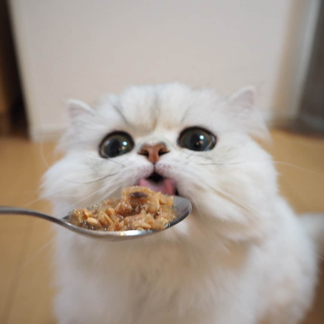 猫好き集合!! みんなのねこ部 [みんねこ] のインスタグラム：「おいちいごはん🍚モリモリ食べるにゃ〜😽 マロさん♂ * #repost @meme0630mio * #CMですか？ #モデルさん #カワイイ系男子 #おいしいごはん * #みんねこ」
