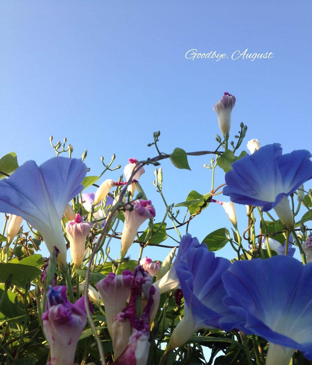 雑誌『花時間』さんのインスタグラム写真 - (雑誌『花時間』Instagram)「おはようございます。熱波で覆われた8月も今日でおしまいですね。青い花は西洋朝顔の「ヘブンリーブルー」。空をそのまま写し取ったかのよう？  名前を口にすると、もっと幸せな気分になる朝顔です。日本の朝顔と違い、真夏の炎天下でも、ぱっちりと開花。そろそろ肌寒くなる10月末くらいまで咲き続けます。育ててみたい方は、来年のゴールデンウイークくらいに種まきを〜（ずいぶん先のことですが…）。では、今日も元気smile😊😊😊で頑張りましょう！  by ピーターパン  #hana #flower #flowers #flowerslovers #flowerstagram #花時間 #花時間2018  #花好き #花藝 #花好きな人と繋がりたい #花が好きな人と繋がりたい #花のある生活 #花のある暮らし #西洋朝顔 #ヘブンリーブルー  #heavenlybleu #morningglory #朝の散歩 #花散歩 #bleuflowers #botancallife  #花屋さんへ行こう」8月31日 8時12分 - hanajikan_magazine