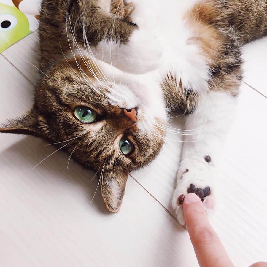 猫好き集合!! みんなのねこ部 [みんねこ] のインスタグラム：「握手🤝✨ ルビーちゃん♀ * #repost @rubyeve12 * #握手 #と見せかけて #肉球ぷにぷに #🐾 #猫飼いさんの特権 #ぷにぷにしたい * 📣お知らせ【本日まで！】 シマホ×ネスレ ピュリナ ペットケア×ネコリパブリック共同企画！ * 猫の写真を撮影して「#シマホのネコダスケステーション」のハッシュタグをつけて投稿しよう！1投稿につき１円が、ピュリナよりネコリパブリックに支援金として付与され、保護猫カフェ運営費・保護猫文化啓蒙費として役立ちます！ * たくさん投稿してネコダスケを応援してね！ * 👇詳しくはこちら http://www.neco-republic.jp/nekodasukestation/ * #シマホネコダスケステーション #みんねこ」
