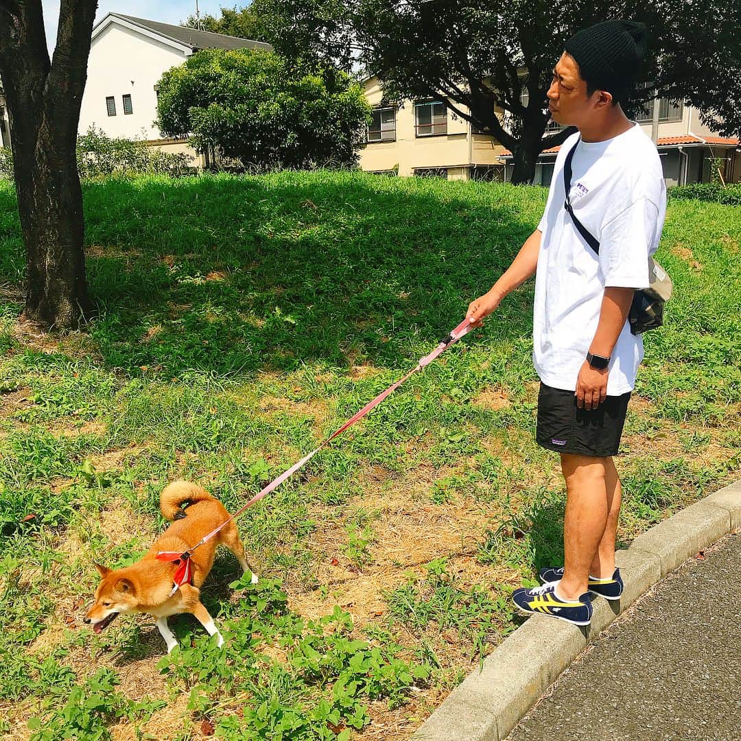 尾形貴弘さんのインスタグラム写真 - (尾形貴弘Instagram)「朝から散歩ーーー！！！ まだまだ暑いね！！！ ミクは本当強くて、 寒いのも暑いのもへっちゃらで 元気です！！！ さくらもオシャレして、パンチラしてたよ。。。 #柴犬大好き #柴犬マニア  #愛犬  #犬ばか部  #いぬばか部 #ミク #三九 #ママリ #ベビフル #パンサー尾形 #赤ちゃん #赤ちゃんのいる暮らし #赤ちゃんと犬 #生後5ヶ月 #mitasneakers  #スニーカー  #panther  #パンサー #サンキュー」8月31日 11時27分 - miku3_miku_9