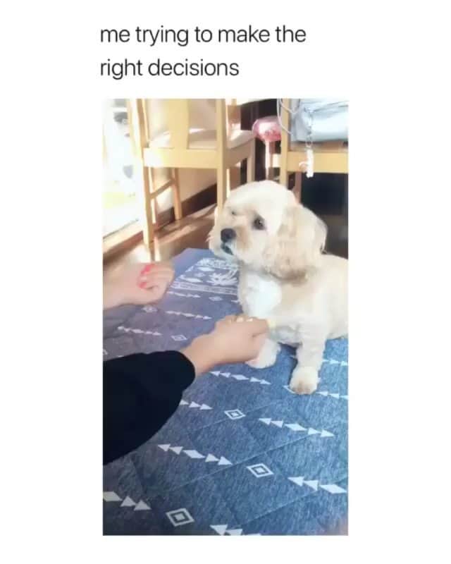 Animalsのインスタグラム：「Trying to make the right decisions in life like... 😂 check out @laughingbone for more funny animals!」
