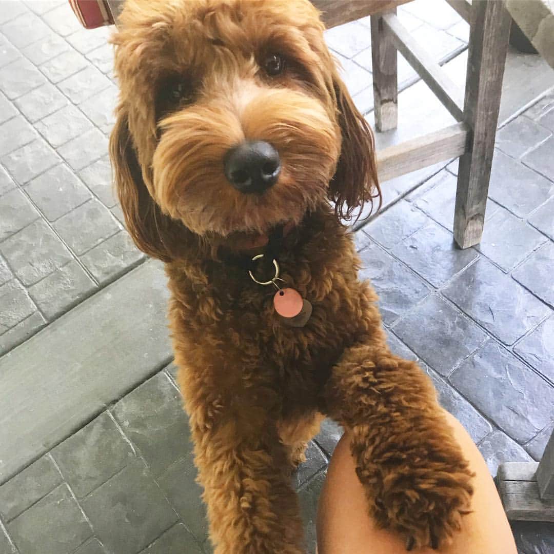 ジェシカ・アシュリーのインスタグラム：「My little love 🐶💕@princessbelladoodle」