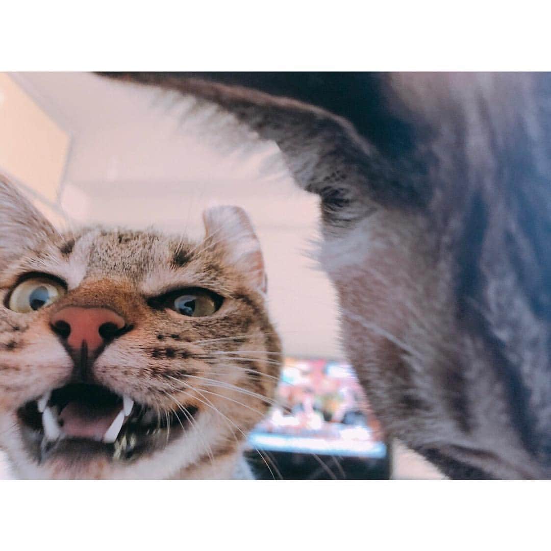 福咲れんのインスタグラム：「お、おはよう…  #しまくん頭突き #うちのしまくん #うちのリンちゃん #猫のいる暮らし #cat #catstagram  #ねこすたぐらむ #ねこ #シャムトラ #シャムトラミックス #キジトラ #キジトラ女子部」