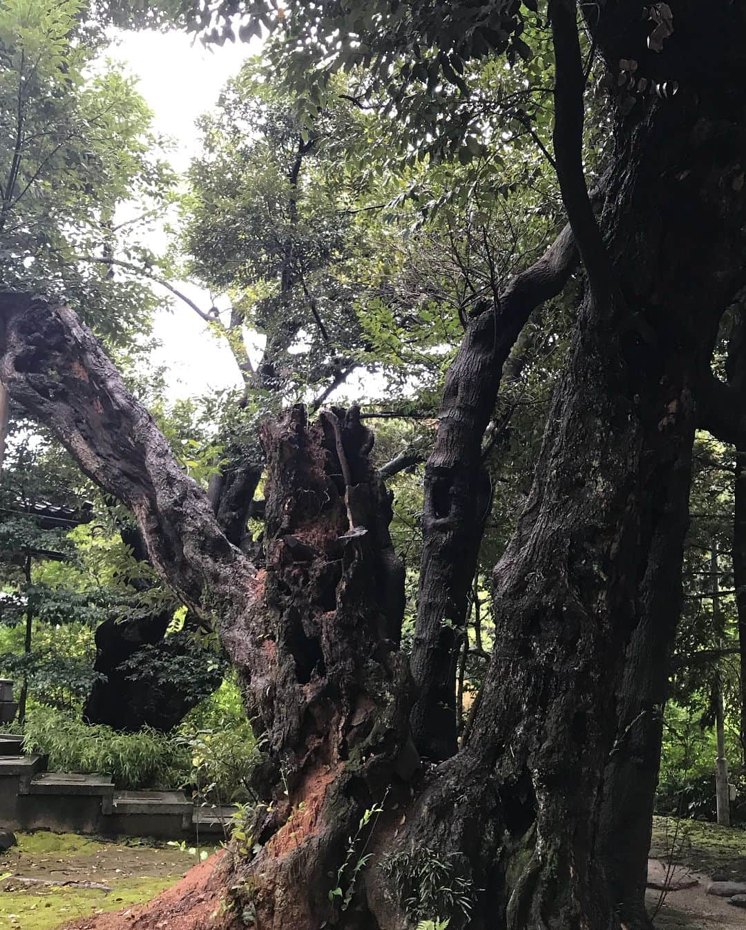 矢野未希子さんのインスタグラム写真 - (矢野未希子Instagram)「北陶陶芸工房でろくろ体験🦔 ここの工房は緑の中にあり 建物や周りの雰囲気まで素敵  工房に入るところから わぁー♡ってなれるところでした  お父さんお母さん妹と みんなそれぞれ作りたいものを作って 楽しい時間でした🌿🌎 また完成して家に届くのがたのしみ🌾」9月1日 11時57分 - mikko1104