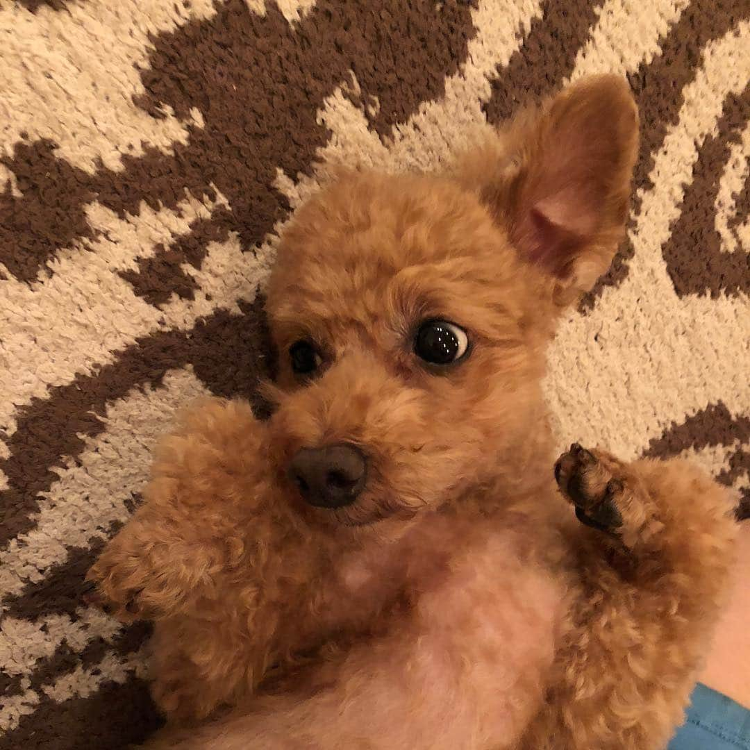 宮崎宣子さんのインスタグラム写真 - (宮崎宣子Instagram)「甘えん坊あろはトリミング行ってきました🐶 明日は、あろはのお誕生日🎂🎉 6歳になります💕  #あろは便り #誕生日 #6歳になります #トイプードル女の子 #大切な家族 #お祝いしなきゃ #toypoodle #happybirthday #toypoodlelove #aloha #6yearsold」9月1日 23時09分 - miyazaki_nobuko