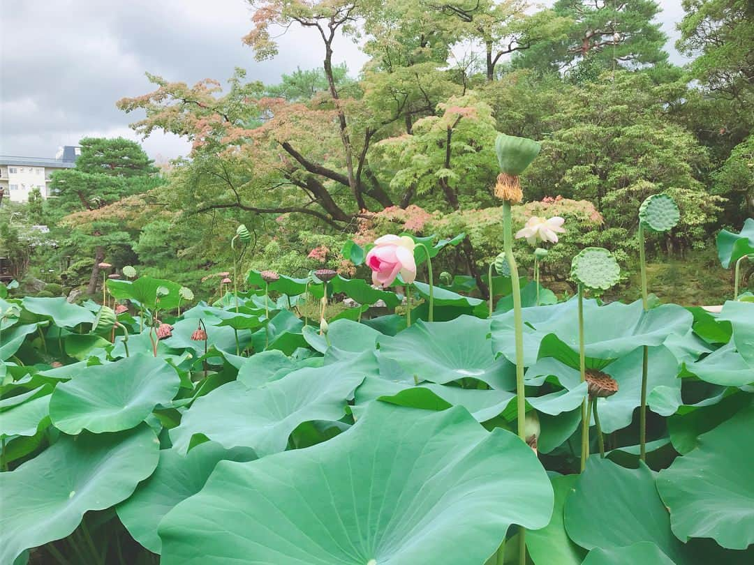 吉岡里帆さんのインスタグラム写真 - (吉岡里帆Instagram)「おはよう。」9月2日 7時42分 - riho_yoshioka