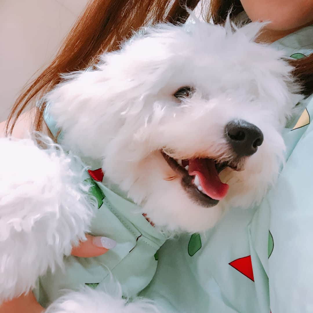 ハナマサのインスタグラム：「パジャマ☺❤ #ビションフリーゼ #hanamasagram #ハナマサグラム」
