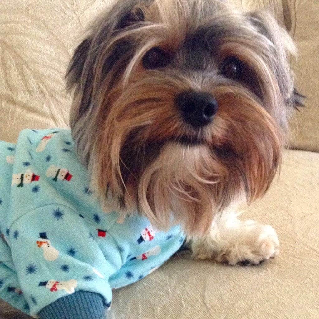 FattieButters®さんのインスタグラム写真 - (FattieButters®Instagram)「Thank you all for the support.  FattieButters books are in the works. Please check back. If you would like more info please email fattie@fattiebutters.com」9月2日 6時03分 - fattiebutters