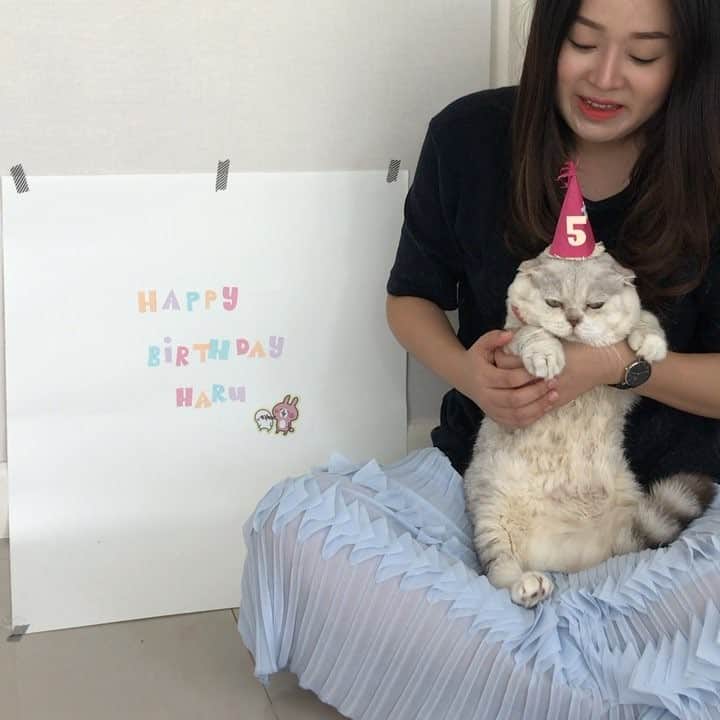 Haruのインスタグラム：「Birthday celebration with my human. She blew all the candles. I think she is my birthday twin. 🎂🎂🎂 #haruturnsfive #haruthecat #เทอเป่าได้ไงวันเกิดชั้ล #งงในงง #belatedbirthday #26aug2018」