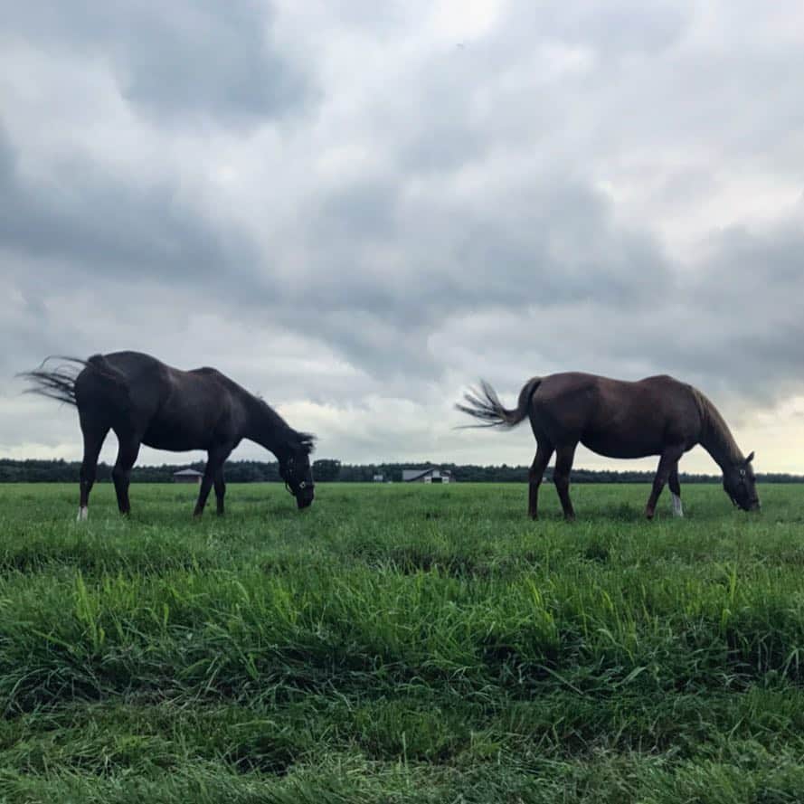 鈴木淳子さんのインスタグラム写真 - (鈴木淳子Instagram)「🐎🐎✨ 馬のお尻とか太ももとか首とか、とにかく筋肉が大好き過ぎて。ごはん3杯いけそうです。 先週の日曜日から火曜日にかけて、遅れた夏休みで札幌へ✈️✨ 写真たくさん撮って、とにかく歩いて 幸せな日々。自然最高。 調子に乗り過ぎたのか いまくしゃみと鼻水が止まらない…😷🤧 . . #北海道 #trip #じゅんちゃんの夏休み #horse #unkownjapan」9月2日 22時59分 - junkosuzuki