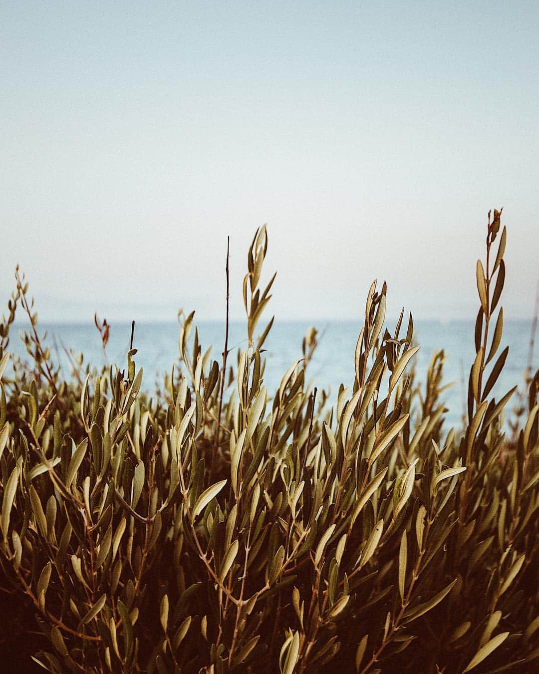 Cemal Can Dinçのインスタグラム：「summertime」