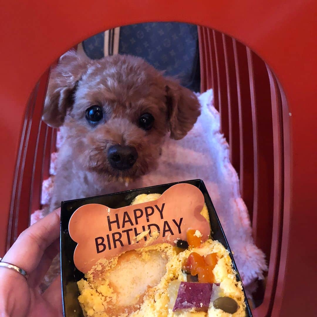 宮崎宣子さんのインスタグラム写真 - (宮崎宣子Instagram)「あろは回復しました😊🙏 皆さん、ご心配をおかけしました💦 昨日食べさせてあげる予定のお誕生日ケーキ🎂をやっとあげることができました🐶 ケーキを落としてぐちゃぐちゃになったけど、 美味しそうに食べるあろはを見てまた泣けるという、涙腺崩壊中です…😭💦 改めて6歳おめでとう㊗️🎉 #お誕生日ケーキ #犬用ケーキ #犬用お誕生日ケーキ #お野菜ケーキ #食欲満点 #食べるあろはを見て #泣く #涙腺崩壊 #年取ったのかな #生きてて良かった #あろは便り #toypoodle #トイプードル女の子 #6歳」9月3日 17時05分 - miyazaki_nobuko