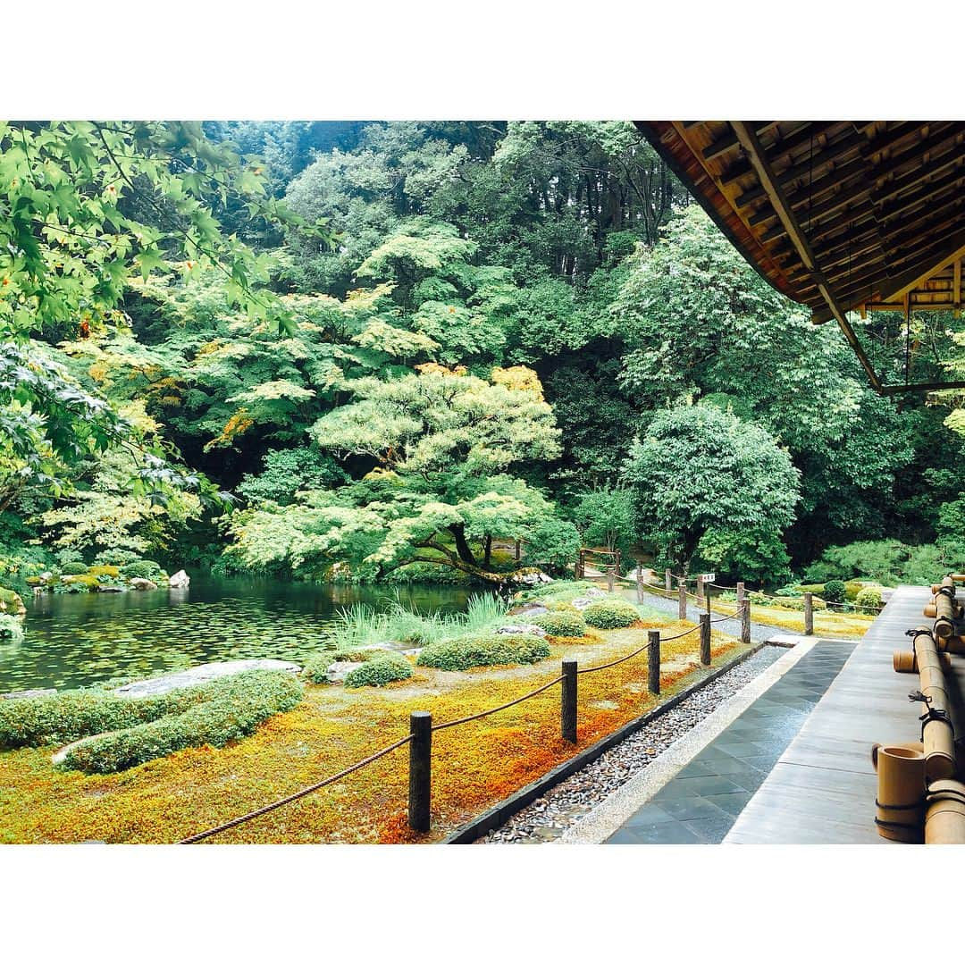 田尻夏樹（なつきんぐ）さんのインスタグラム写真 - (田尻夏樹（なつきんぐ）Instagram)「南禅寺へ♡ . 法堂参拝した頃から雨が降り出した事もあってか 南禅院を贅沢に貸し切りで回る事が出来ました💕 . . 樹林で包まれた静かな庭をゆっくりと濡れ縁から眺めると 凛とした空間に心が浄化されていく感じがしました😌✨✨ . . 自然のパワーをたくさんもらえました♡ . . . #二人でゆっくり庭園を眺めれる奇跡 #前世もきっとこうやって見ていたはず #幸せ #ありがとう #南禅寺 #龍 #龍神  #龍が法の雨を降らす」9月3日 17時31分 - tajiri_natsuki