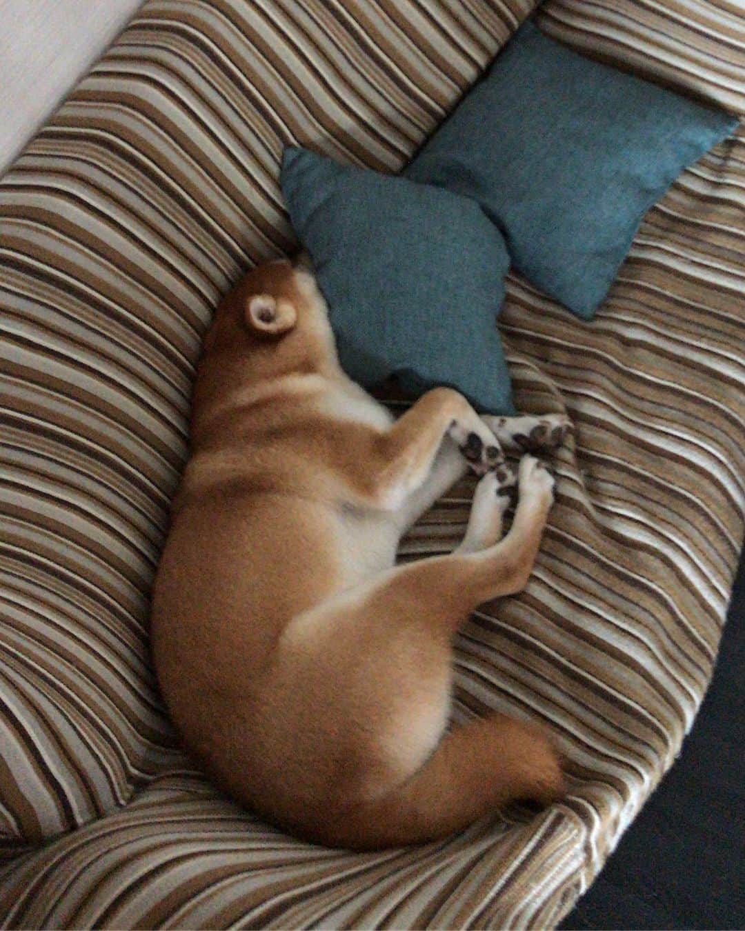 高橋みゆきのインスタグラム：「寝てる…🐶💤😘😘😘 #クラ吉 #お休み中」