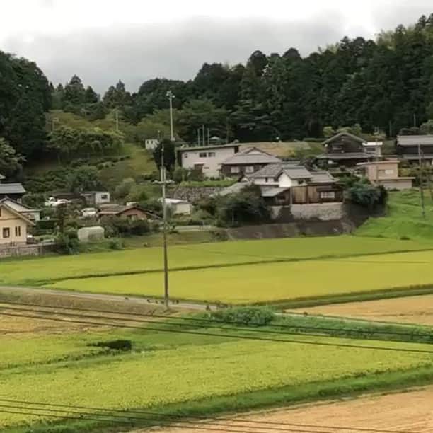 工藤村正のインスタグラム：「After playing then move back across the street other side mountain ‼️ First time I’ve seen wild Monkey Groupe since moved Oki- Kokacho Shiga Prefecture ‼️ 今朝早く屋根の上が騒々しくて目が覚めた、そっとおもてを覗くと…なんと猿の集団である‼️家の周りで子猿や多くの仲間とじゃれ合い楽しんだ後、人々と嵐が起きる前に一斉に向かいの山へ道路を渡り農道を一列でそそくさと消えて行った。 あ〜〜ビックリした‼️ 野生の猿は見てるだけならいいけど怖くて外へ出るなんて出来ない 😅💦‼️」