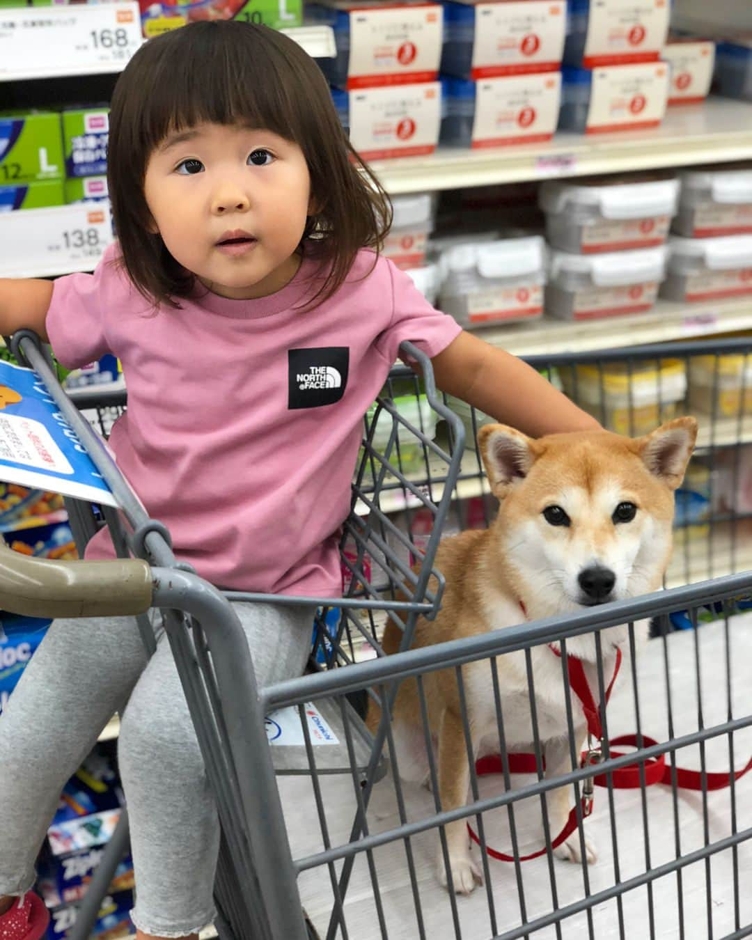 Moguさんのインスタグラム写真 - (MoguInstagram)「ちょっと前に旅先でホームセンターデビューしたなの。 I rode a shopping cart for the first time. #もぐ旅行記 #ショッピングカートデビュー #せっかく子分と別の席にしたのに #ここでも自慢の毛並みをいじられ続ける #しかもなんかブツブツ言ってる #もぐが飼い主に指示出して買い出し中 . @the_shiba_mogu  #柴犬 #shibainu #shiba#赤柴 #redshiba#犬 #dog#わんダフォ#しばいぬ #犬と子供#子供と犬#柴犬と子供」9月5日 19時31分 - the_shiba_mogu