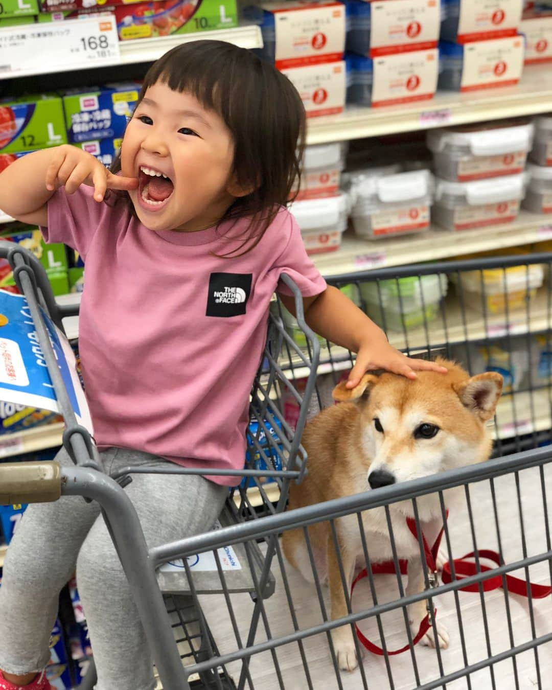 Moguさんのインスタグラム写真 - (MoguInstagram)「ちょっと前に旅先でホームセンターデビューしたなの。 I rode a shopping cart for the first time. #もぐ旅行記 #ショッピングカートデビュー #せっかく子分と別の席にしたのに #ここでも自慢の毛並みをいじられ続ける #しかもなんかブツブツ言ってる #もぐが飼い主に指示出して買い出し中 . @the_shiba_mogu  #柴犬 #shibainu #shiba#赤柴 #redshiba#犬 #dog#わんダフォ#しばいぬ #犬と子供#子供と犬#柴犬と子供」9月5日 19時31分 - the_shiba_mogu