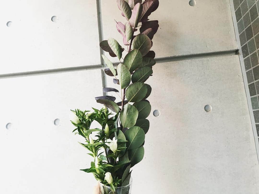 わちみなみのインスタグラム：「#わちみどり 🌸別々の花瓶に入れてあげるつもりだったんだけどまた花瓶ないこと忘れてた:;(∩︎´﹏`∩︎);:ごめんなさい。。だしちょっとこのお二方は合わないね😹 . 色んな花瓶欲しいし、買ってあげなきゃ！！笑 . ロイヤルパープルとリンドウです。 新雪ってやつらしい。緑がみずみずしくてかわいい😍 . #ロイヤルパープル #りんどう #秋 #詰め合わせ #ごめんね」