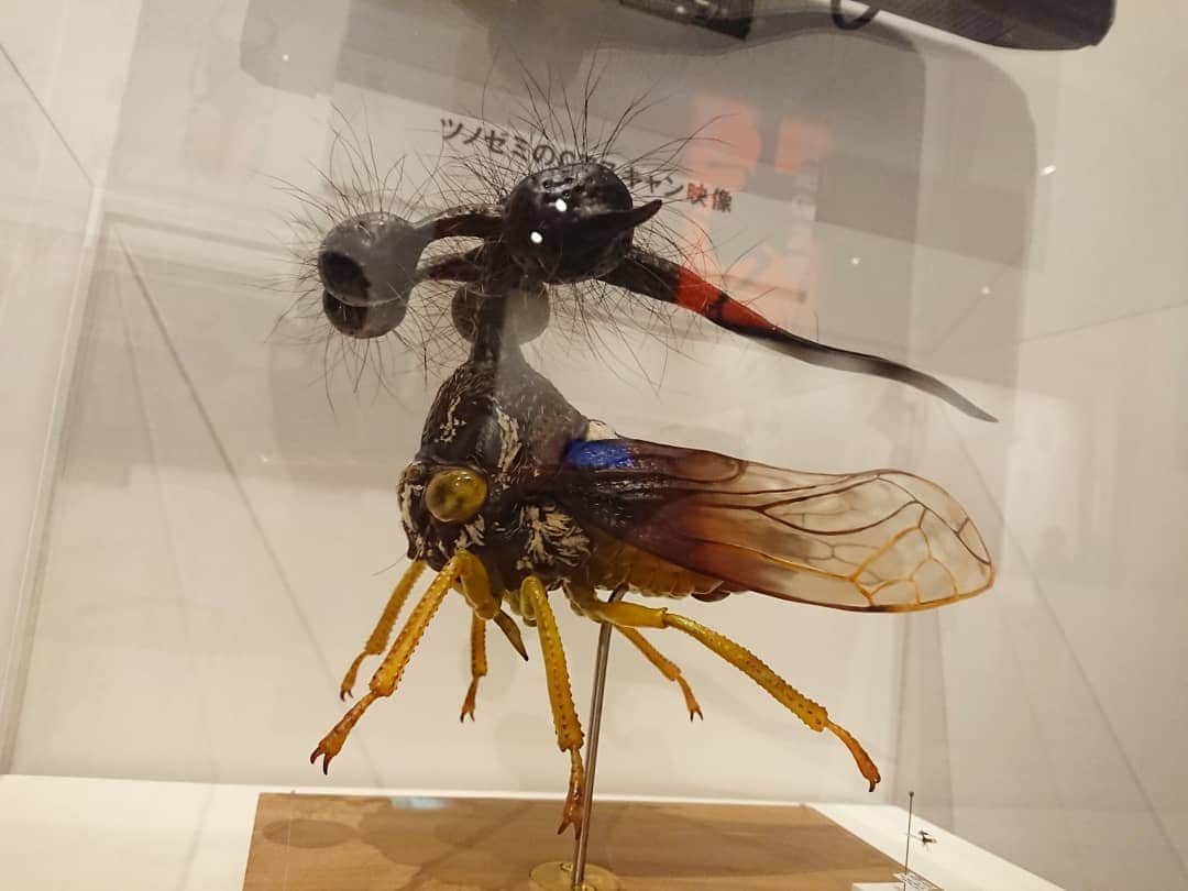 熊本アイさんのインスタグラム写真 - (熊本アイInstagram)「こんなに美しくてかわいくて、宝石みたいな子もいっぱいいるんだよ。虫たのしいよね、 #国立科学博物館 #昆活 #昆活しようぜ #昆活したぜ #昆虫展」9月5日 18時24分 - eye.1010