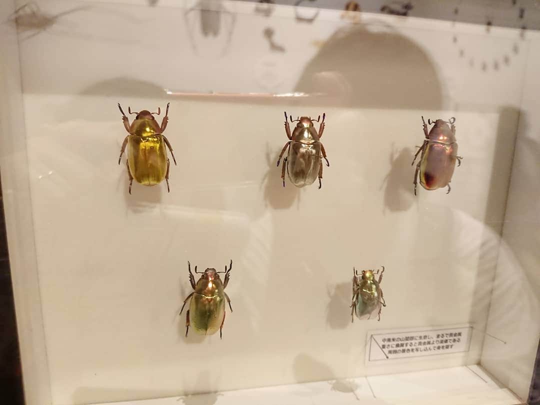 熊本アイさんのインスタグラム写真 - (熊本アイInstagram)「こんなに美しくてかわいくて、宝石みたいな子もいっぱいいるんだよ。虫たのしいよね、 #国立科学博物館 #昆活 #昆活しようぜ #昆活したぜ #昆虫展」9月5日 18時24分 - eye.1010