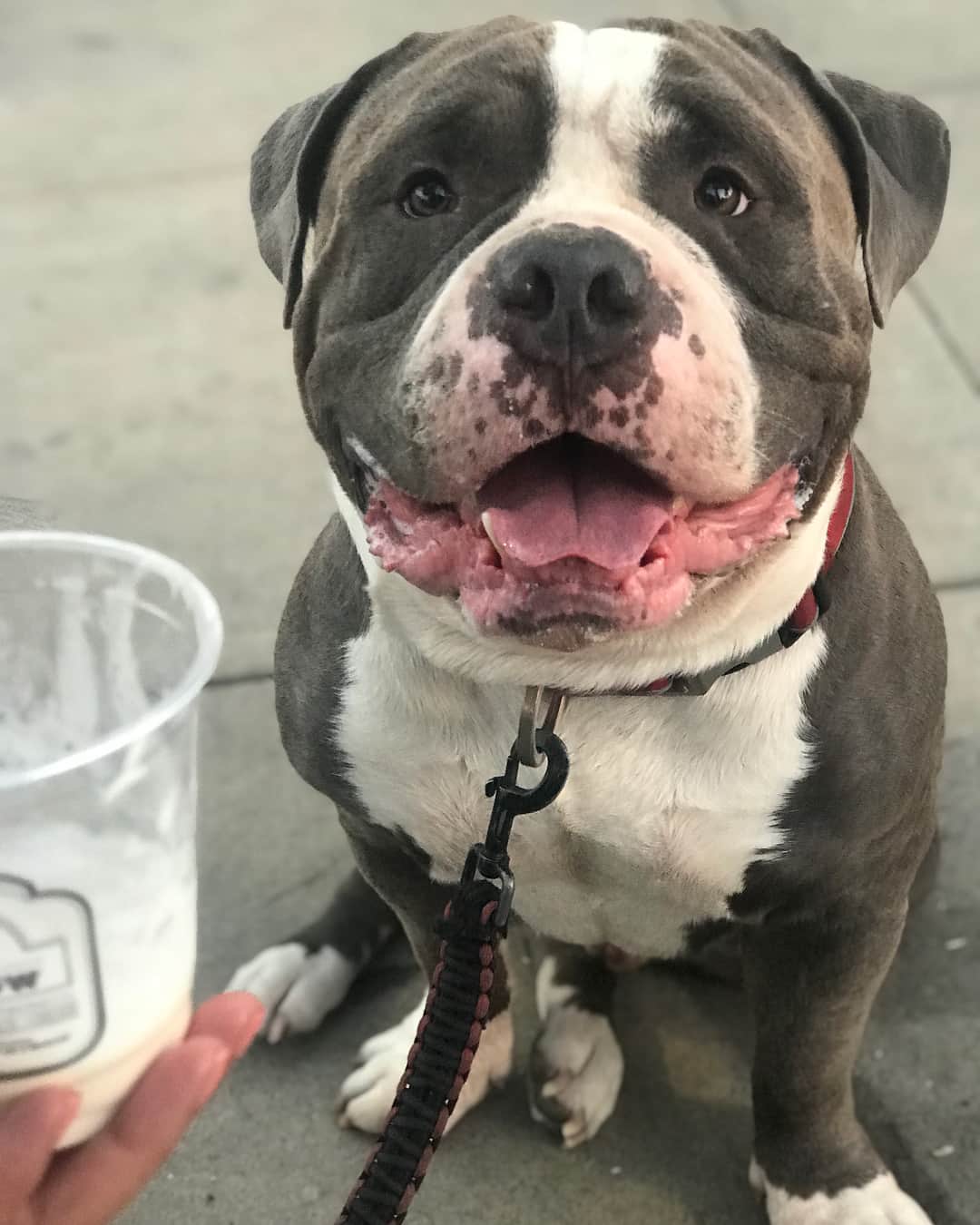 STYLISH ANIMALSのインスタグラム：「Marshall tries milkcow!🍦」