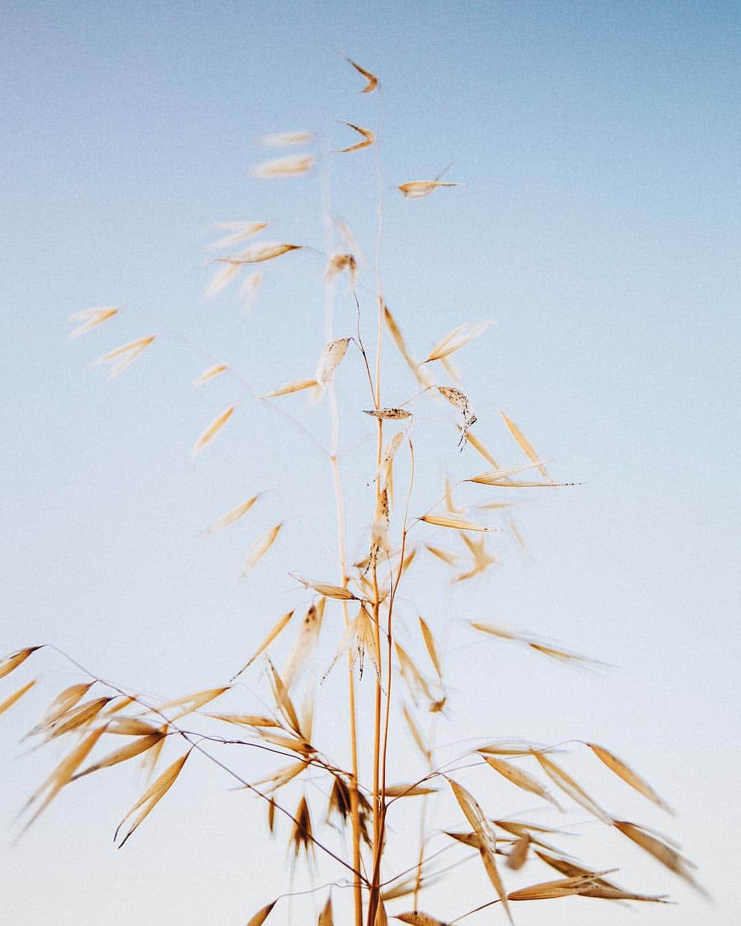 Cemal Can Dinçのインスタグラム：「summertime」