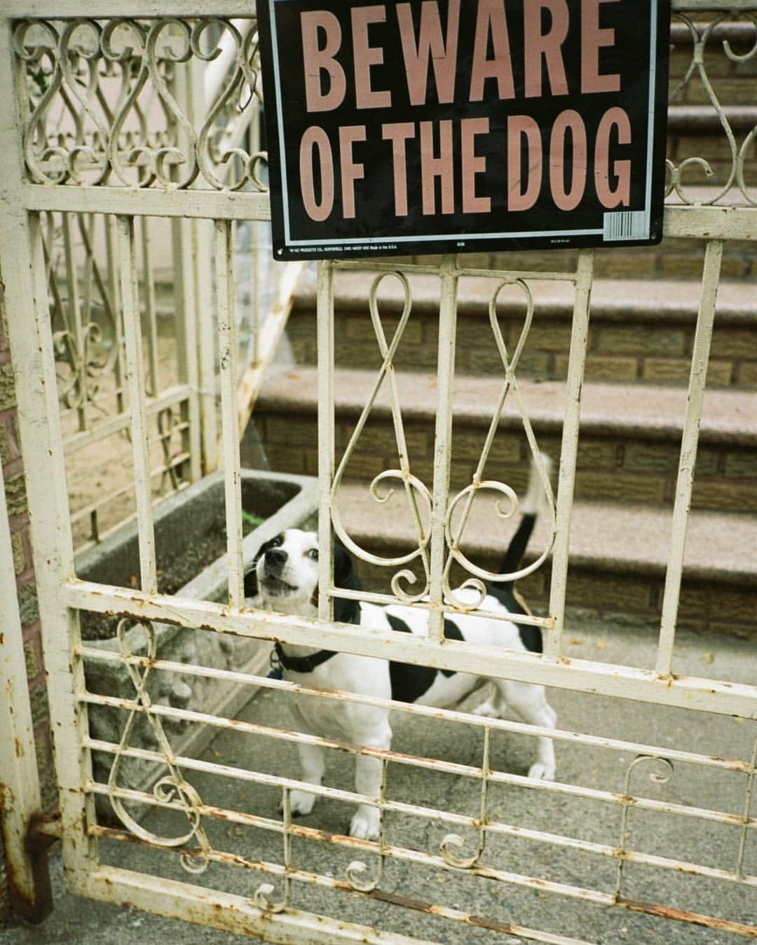 小田部仁のインスタグラム：「#newyork #bewareofthedog #bushwick」