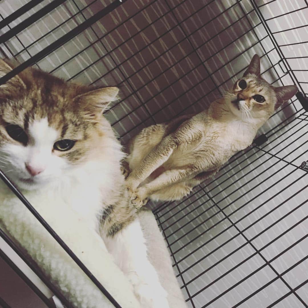 蛇足のインスタグラム：「ファルくん気高い。」