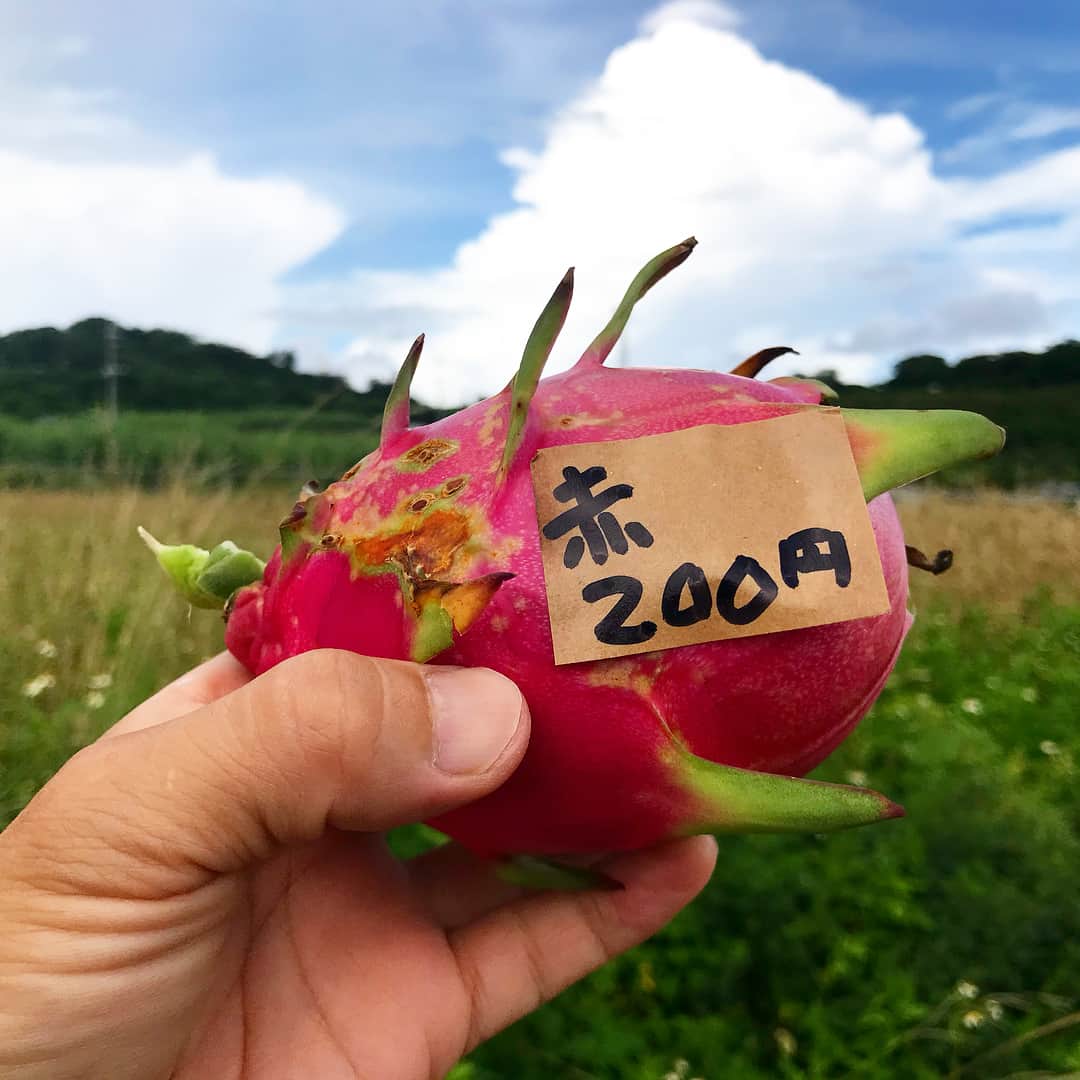 藤代冥砂さんのインスタグラム写真 - (藤代冥砂Instagram)「ドラゴンフルーツの赤、200円。 畑横の直売所にて。無農薬。 白よりも赤の方がフルーツっぽくて好きだが、目を瞑ったら、味は区別できないかも。 おやつに冷やして食べよう。  #ドラゴンフルーツ #赤いドラゴンフルーツ #おやつ #直売 #沖縄」9月8日 12時40分 - meisafujishiro