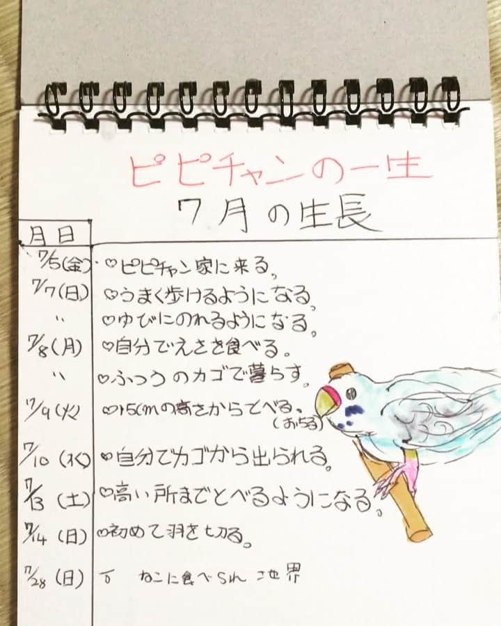 澤村小夜子のインスタグラム：「🐥. 10歳くらい？の時に書いてた セキセイインコの観察日記 穏やかだけどすごく切ない... .  #セキセイインコ #日記  #あっという間に終わった #ノートの残りが #悲しみ深い #澤村小夜子」