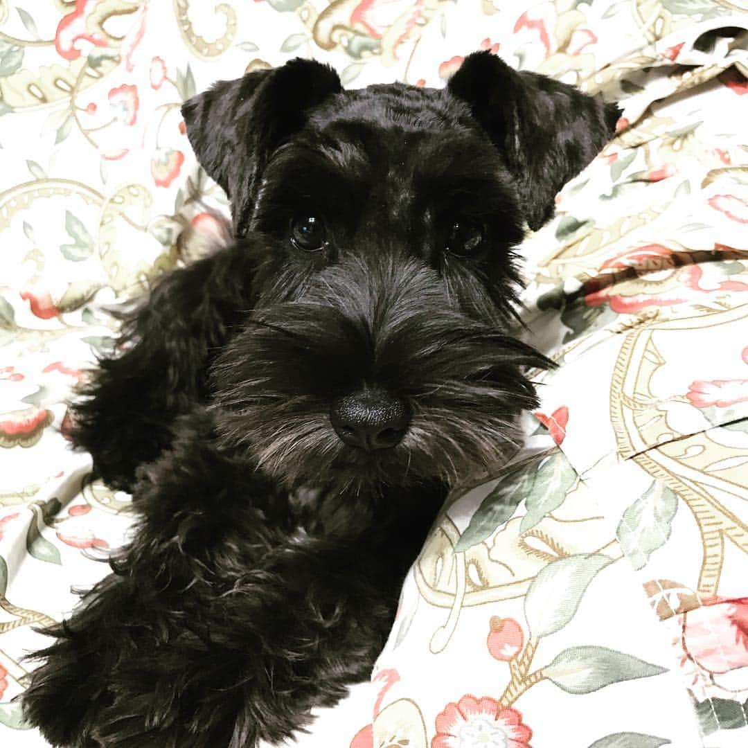 葛西一茂のインスタグラム：「実家に新しい家族が仲間入り♀ #MiniatureSchnauzer #Black」